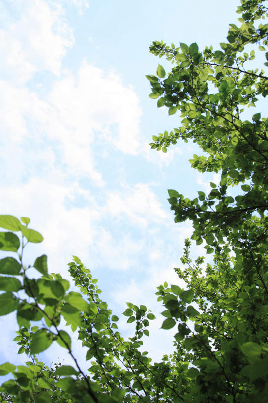 无人,竖图,室外,白天,仰视,旅游,度假,美景,植物,叶子,东京,日本,亚洲,景观,云,云朵,绿叶,云彩,娱乐,树,树干,树木,蓝色,绿色,白云,蓝天,天空,自然,天,享受,休闲,嫩叶,景色,放松,生长,晴朗,成长,自然风光,东亚,本州,关东地方,本州岛,日本国,东京都,叶,叶片,晴空,彩图,低角度拍摄