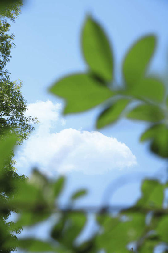 无人,竖图,室外,白天,仰视,旅游,度假,美景,植物,叶子,东京,日本,亚洲,朦胧,模糊,景观,云,云朵,绿叶,云彩,娱乐,树,树干,树木,蓝色,绿色,白云,蓝天,天空,自然,天,享受,休闲,嫩叶,景色,放松,生长,晴朗,成长,自然风光,东亚,本州,关东地方,本州岛,日本国,东京都,叶,叶片,晴空,彩图,低角度拍摄