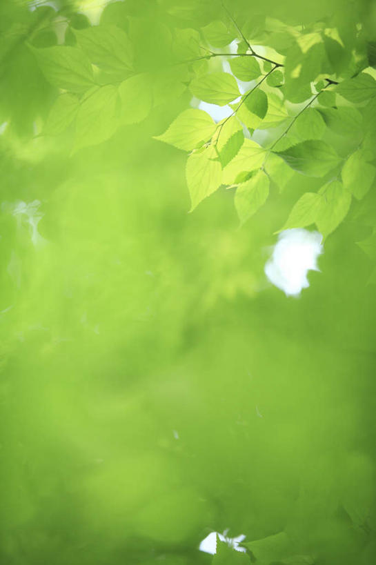 无人,竖图,室外,特写,白天,仰视,旅游,度假,美景,植物,叶子,东京,日本,亚洲,朦胧,模糊,景观,云,云朵,绿叶,云彩,娱乐,树,树干,树木,蓝色,绿色,白云,蓝天,天空,自然,天,享受,休闲,嫩叶,景色,放松,生长,晴朗,成长,自然风光,东亚,本州,关东地方,本州岛,日本国,东京都,叶,叶片,晴空,彩图,低角度拍摄