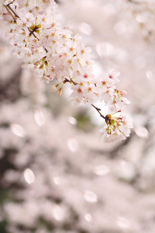 无人,竖图,室外,特写,白天,仰视,旅游,度假,幸福,纯洁,美景,树林,植物,樱花,东京,日本,亚洲,朦胧,模糊,盛开,景观,花蕾,娱乐,花,花瓣,花朵,鲜花,树,树木,粉色,绿色,自然,花苞,花蕊,享受,休闲,景色,放松,生长,成长,等待,生命,自然风光,东亚,本州,关东地方,本州岛,日本国,东京都,仙樱花,福岛樱,青肤樱,高尚,热烈,荆桃,彩图,低角度拍摄