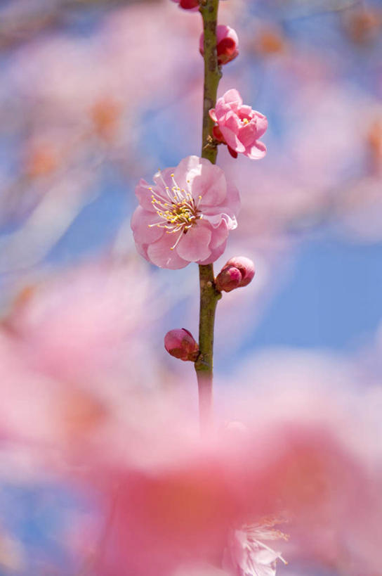 无人,竖图,室外,特写,白天,仰视,旅游,度假,美景,植物,日本,亚洲,许多,阴影,朦胧,模糊,盛开,光线,影子,景观,梅花,娱乐,花,花瓣,花朵,花卉,鲜花,树,树木,树枝,粉色,蓝色,绿色,蓝天,天空,阳光,自然,天,花蕊,享受,休闲,景色,放松,生长,晴朗,成长,高雅,坚强,自然风光,东亚,本州,万里无云,茨城,茨城县,关东地方,本州岛,日本国,梅,晴空,晴空万里,彩图,低角度拍摄