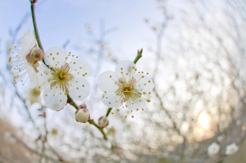 无人,横图,室外,特写,白天,仰视,旅游,度假,美景,植物,日本,亚洲,许多,阴影,朦胧,模糊,盛开,光线,影子,景观,梅花,娱乐,花,花瓣,花朵,花卉,鲜花,树,树木,树枝,蓝色,绿色,白色,蓝天,天空,阳光,自然,天,花蕊,享受,休闲,景色,放松,生长,晴朗,成长,高雅,坚强,自然风光,东亚,本州,万里无云,茨城,茨城县,关东地方,本州岛,日本国,梅,晴空,晴空万里,彩图,低角度拍摄