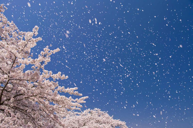无人,横图,室外,特写,白天,仰视,旅游,度假,美景,植物,日本,亚洲,许多,阴影,盛开,光线,影子,景观,梅花,娱乐,花,花瓣,花朵,花卉,鲜花,树,树木,树枝,蓝色,绿色,白色,蓝天,天空,阳光,自然,天,花蕊,享受,休闲,景色,放松,生长,晴朗,成长,高雅,坚强,自然风光,东亚,本州,万里无云,茨城,茨城县,关东地方,本州岛,日本国,梅,晴空,晴空万里,彩图,低角度拍摄