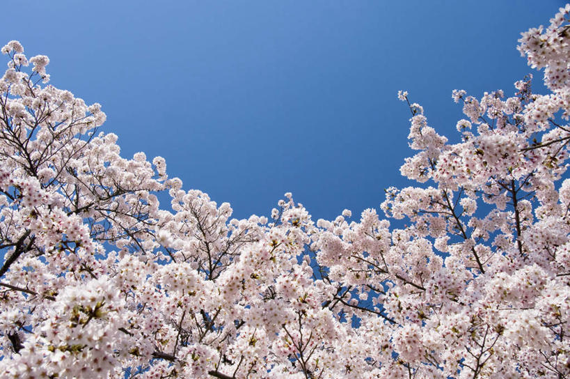 无人,横图,室外,特写,白天,仰视,旅游,度假,美景,植物,日本,亚洲,许多,阴影,盛开,光线,影子,景观,梅花,娱乐,花,花瓣,花朵,花卉,鲜花,树,树木,树枝,蓝色,绿色,白色,蓝天,天空,阳光,自然,天,花蕊,享受,休闲,景色,放松,生长,晴朗,成长,高雅,坚强,自然风光,东亚,本州,万里无云,茨城,茨城县,关东地方,本州岛,日本国,梅,晴空,晴空万里,彩图,低角度拍摄
