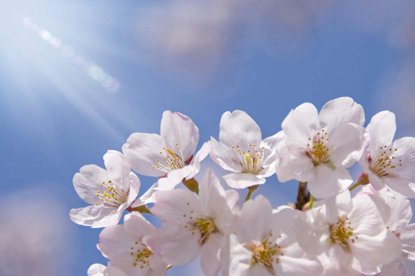 无人,横图,室外,特写,白天,仰视,旅游,度假,幸福,纯洁,美景,植物,樱花,日本,亚洲,许多,阴影,盛开,光线,影子,景观,娱乐,花,花瓣,花朵,花卉,鲜花,树,树木,树枝,粉色,蓝色,绿色,蓝天,天空,阳光,自然,天,花蕊,享受,休闲,景色,放松,生长,晴朗,成长,等待,生命,自然风光,东亚,本州,万里无云,茨城,茨城县,关东地方,本州岛,日本国,仙樱花,福岛樱,青肤樱,高尚,热烈,晴空,晴空万里,荆桃,彩图,低角度拍摄