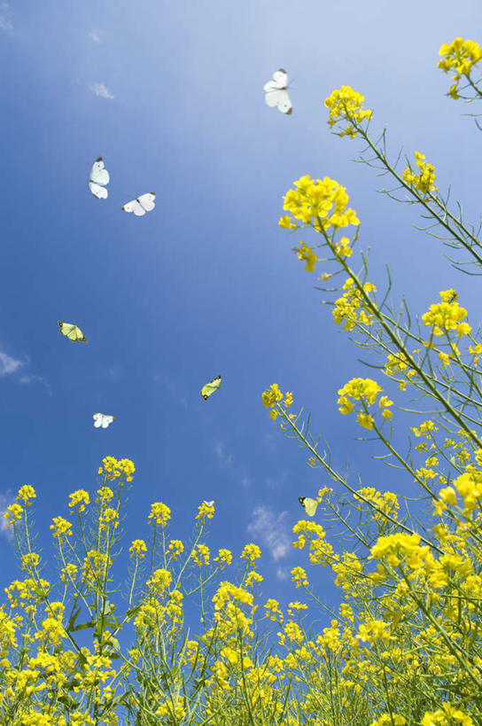 无人,竖图,室外,白天,仰视,旅游,度假,花海,花圃,美景,植物,叶子,日本,亚洲,许多,阴影,盛开,光线,影子,景观,云,云朵,绿叶,花蕾,云彩,娱乐,花,花瓣,花朵,花卉,鲜花,黄色,蓝色,绿色,白云,蓝天,天空,阳光,自然,花丛,花田,天,花苞,花蕊,油菜花,享受,休闲,嫩叶,景色,放松,生长,晴朗,成长,自然风光,东亚,本州,茨城,茨城县,关东地方,本州岛,日本国,叶,叶片,晴空,彩图,低角度拍摄,芸苔,芸薹