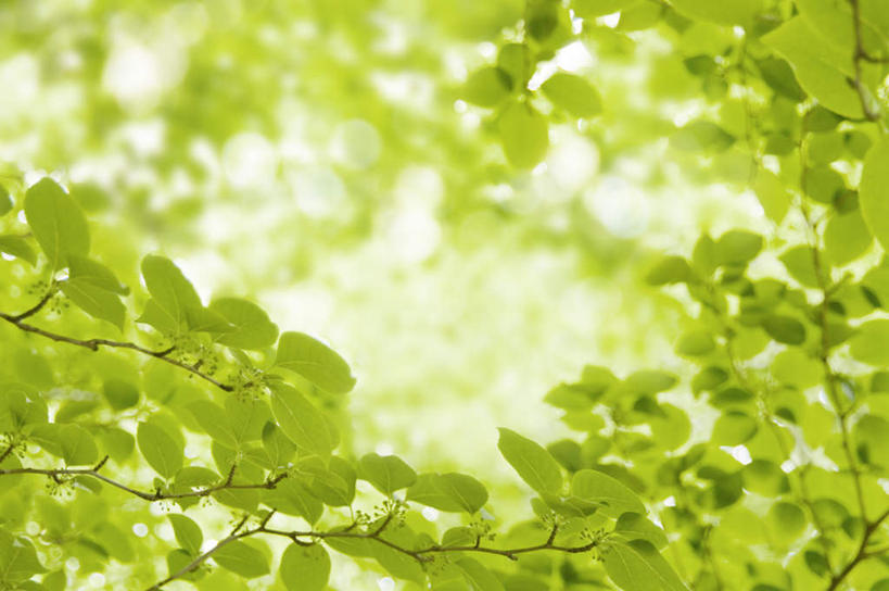 无人,横图,室外,特写,白天,仰视,旅游,度假,美景,植物,枫树,叶子,日本,亚洲,朦胧,模糊,景观,枫叶,绿叶,娱乐,树,树木,绿色,自然,享受,休闲,嫩叶,景色,放松,生长,成长,自然风光,东亚,本州,茨城,茨城县,关东地方,本州岛,日本国,槭树,鸡爪槭,叶,叶片,鸡爪枫,彩图,低角度拍摄