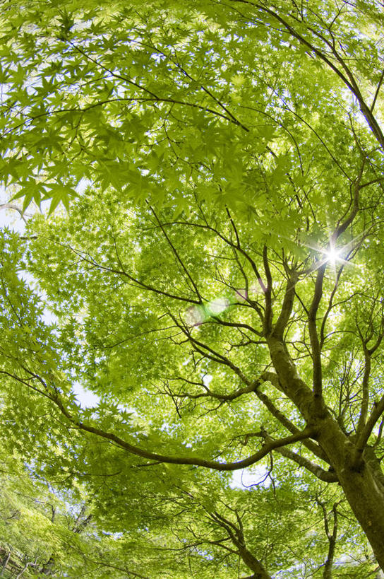 无人,竖图,室外,特写,白天,仰视,旅游,度假,美景,植物,叶子,日本,亚洲,阴影,朦胧,模糊,光线,影子,景观,绿叶,娱乐,树,树木,绿色,阳光,自然,享受,休闲,嫩叶,景色,放松,生长,成长,自然风光,东亚,本州,关东地方,本州岛,日本国,栃木,栃木县,叶,叶片,彩图,低角度拍摄