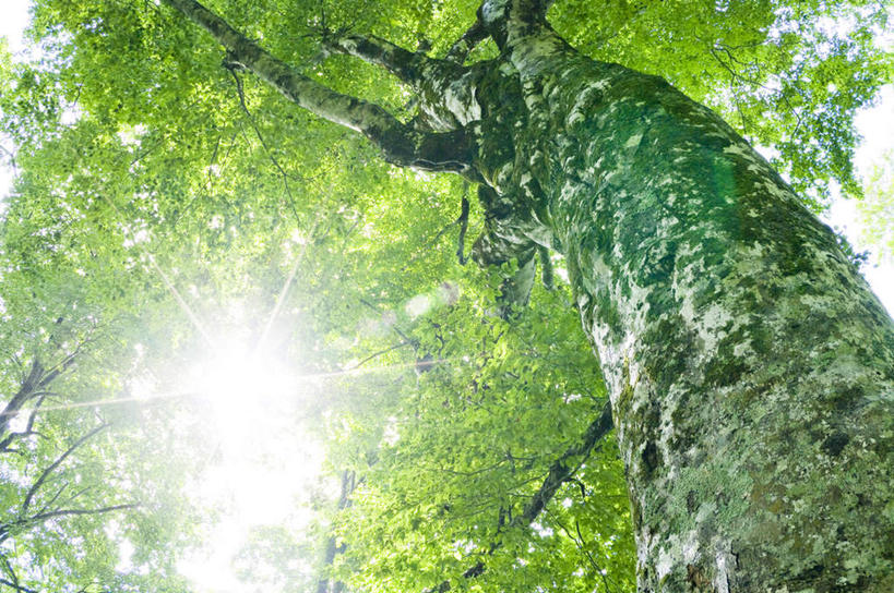 无人,横图,室外,特写,白天,仰视,旅游,度假,美景,植物,叶子,日本,亚洲,阴影,光线,影子,景观,绿叶,娱乐,树,树干,树木,绿色,阳光,自然,享受,休闲,嫩叶,景色,放松,生长,成长,自然风光,东亚,山毛榉,本州,本州岛,日本国,青森,青森县,东北地方,麻栎金刚,山毛榉树,叶,叶片,彩图,低角度拍摄