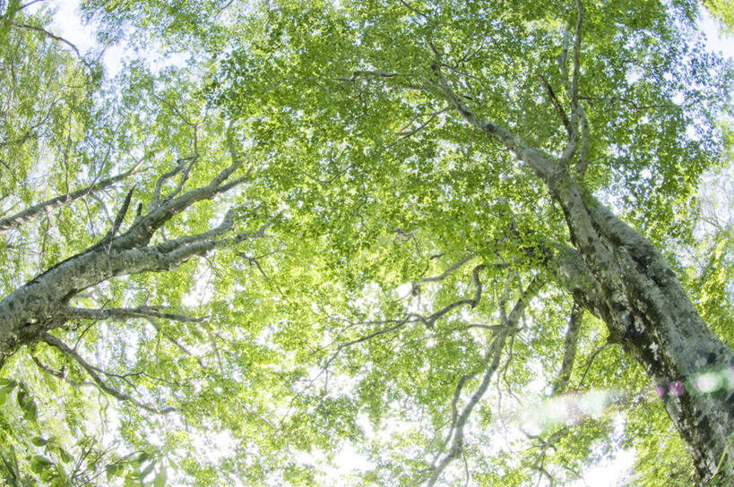 无人,横图,室外,特写,白天,仰视,旅游,度假,美景,植物,叶子,日本,亚洲,阴影,朦胧,模糊,光线,影子,景观,绿叶,娱乐,树,树干,树木,绿色,阳光,自然,享受,休闲,嫩叶,景色,放松,生长,成长,自然风光,东亚,本州,本州岛,日本国,青森,青森县,东北地方,叶,叶片,彩图,低角度拍摄