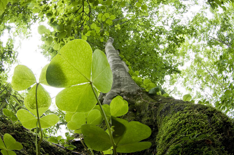 无人,横图,室外,特写,白天,仰视,爱情,旅游,度假,自由,幸福,美景,植物,叶子,日本,亚洲,景观,云,云朵,三叶草,绿叶,云彩,娱乐,树,树干,树木,蓝色,绿色,白云,蓝天,天空,自然,天,享受,休闲,嫩叶,景色,放松,生长,晴朗,成长,希望,自然风光,和平,东亚,车轴草,苜蓿,本州,本州岛,日本国,青森,青森县,东北地方,统一,团结,叶,叶片,晴空,彩图,低角度拍摄