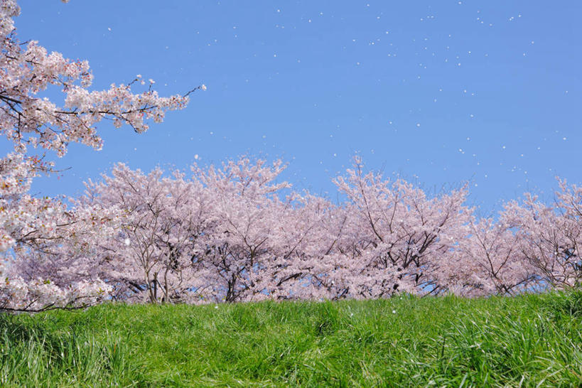 无人,横图,室外,特写,白天,正面,旅游,度假,幸福,纯洁,草地,草坪,美景,植物,樱花,东京,日本,亚洲,许多,阴影,盛开,光线,影子,景观,娱乐,草,花,花瓣,花朵,花卉,鲜花,树,树木,树枝,粉色,蓝色,绿色,蓝天,天空,阳光,自然,天,花蕊,享受,休闲,景色,放松,生长,晴朗,成长,等待,生命,自然风光,东亚,本州,万里无云,关东地方,本州岛,日本国,东京都,仙樱花,福岛樱,青肤樱,高尚,热烈,晴空,晴空万里,荆桃,彩图