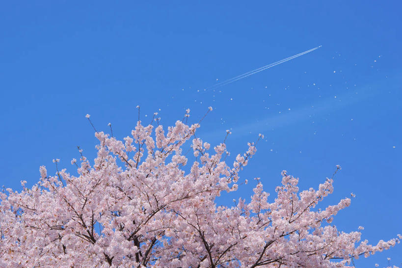 无人,横图,室外,白天,仰视,旅游,度假,幸福,纯洁,美景,植物,樱花,东京,日本,亚洲,许多,盛开,景观,烟雾,娱乐,花,花瓣,花朵,花卉,鲜花,树,树木,粉色,蓝色,蓝天,天空,自然,天,花蕊,享受,休闲,景色,放松,生长,晴朗,成长,等待,污染,废气,生命,自然风光,东亚,飞机尾迹,本州,尾迹云,机尾云,飞机拉烟,云带,尾迹,万里无云,关东地方,本州岛,日本国,东京都,机尾迹,飞机尾气,仙樱花,福岛樱,青肤樱,高尚,热烈,晴空,晴空万里,荆桃,彩图,低角度拍摄