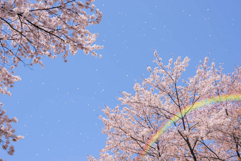 无人,横图,室外,白天,仰视,旅游,度假,幸福,纯洁,彩虹,美景,植物,樱花,东京,日本,亚洲,许多,盛开,景观,娱乐,花,花瓣,花朵,花卉,鲜花,树,树木,粉色,蓝色,蓝天,天空,自然,天,花蕊,享受,休闲,景色,放松,生长,晴朗,成长,等待,生命,自然风光,东亚,本州,万里无云,关东地方,本州岛,日本国,东京都,仙樱花,福岛樱,青肤樱,高尚,热烈,虹,虹桥,七彩虹,晴空,晴空万里,天虹,荆桃,彩图,低角度拍摄