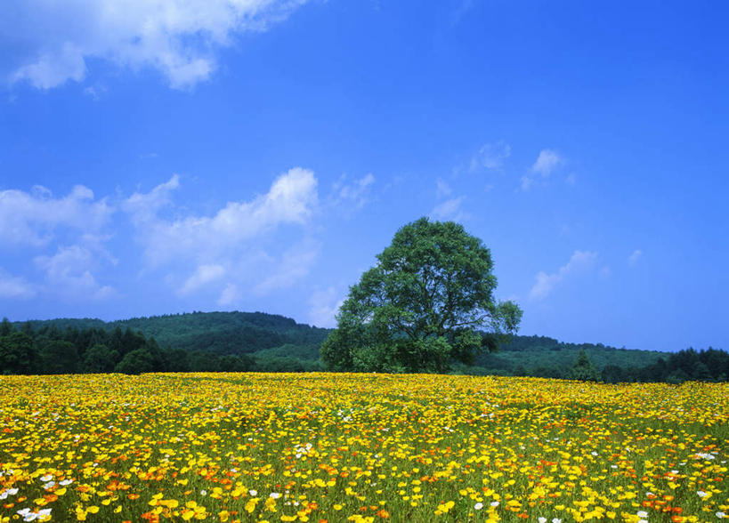 无人,横图,室外,白天,正面,旅游,度假,花海,花圃,美景,森林,树林,植物,罂粟,叶子,长野县,日本,亚洲,许多,盛开,景观,云,云朵,绿叶,草药,花蕾,云彩,娱乐,中药,花,花瓣,花朵,花卉,鲜花,树,树木,蓝色,绿色,白云,蓝天,天空,自然,花丛,花田,天,花苞,花蕊,享受,休闲,嫩叶,景色,放松,生长,晴朗,成长,毒品,自然风光,药材,中草药,东亚,中药材,本草,本州,本州岛,日本国,中部地方,长野,止痛,镇静,安眠,叶,叶片,晴空,罂粟花,彩图