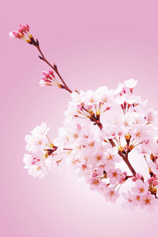 无人,竖图,室外,特写,白天,仰视,旅游,度假,幸福,纯洁,美景,植物,樱花,日本,亚洲,许多,盛开,景观,娱乐,花,花瓣,花朵,花卉,鲜花,树,树木,树枝,粉色,绿色,自然,花蕊,享受,休闲,景色,放松,生长,成长,等待,生命,自然风光,东亚,日本国,仙樱花,福岛樱,青肤樱,高尚,热烈,荆桃,彩图,低角度拍摄