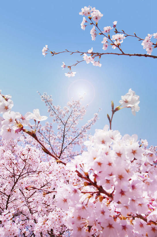 无人,竖图,室外,特写,白天,仰视,旅游,度假,幸福,纯洁,美景,植物,樱花,日本,亚洲,许多,阴影,盛开,光线,影子,景观,娱乐,花,花瓣,花朵,花卉,鲜花,树,树木,树枝,粉色,蓝色,绿色,蓝天,天空,阳光,自然,天,花蕊,享受,休闲,景色,放松,生长,晴朗,成长,等待,生命,自然风光,东亚,万里无云,日本国,仙樱花,福岛樱,青肤樱,高尚,热烈,晴空,晴空万里,荆桃,彩图,低角度拍摄