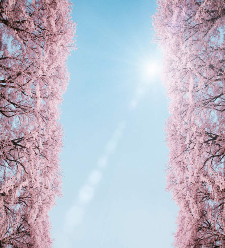 无人,竖图,室外,白天,仰视,旅游,度假,幸福,纯洁,美景,植物,樱花,日本,亚洲,许多,阴影,盛开,光线,影子,景观,娱乐,花,花瓣,花朵,花卉,鲜花,树,树木,树枝,粉色,蓝色,绿色,蓝天,天空,阳光,自然,天,花蕊,享受,休闲,景色,放松,生长,晴朗,成长,等待,生命,自然风光,东亚,万里无云,日本国,仙樱花,福岛樱,青肤樱,高尚,热烈,晴空,晴空万里,荆桃,彩图,低角度拍摄