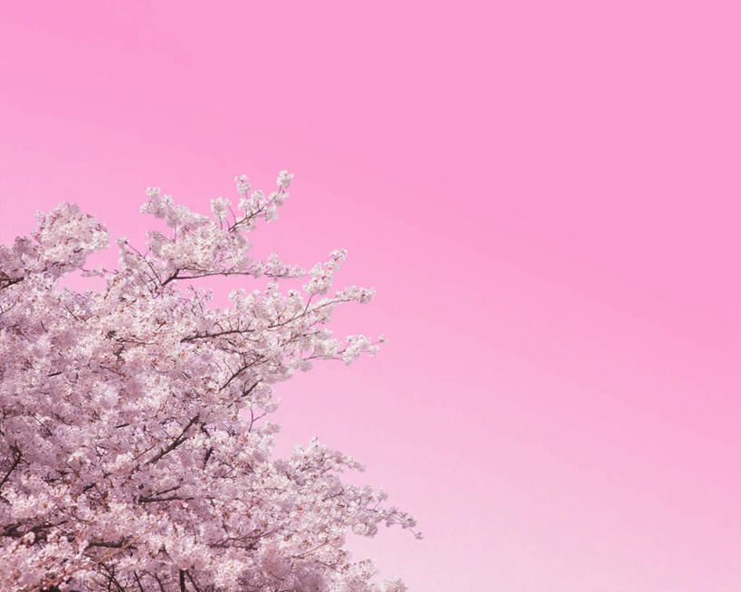 无人,横图,室内,特写,白天,仰视,幸福,纯洁,美景,植物,樱花,日本,亚洲,许多,盛开,景观,飘落,花,花瓣,花朵,花卉,鲜花,树,树木,树枝,粉色,绿色,自然,花蕊,景色,摄影,影棚,生长,成长,等待,生命,自然风光,东亚,日本国,仙樱花,福岛樱,青肤樱,高尚,热烈,荆桃,彩图,低角度拍摄,影棚拍摄,拍摄