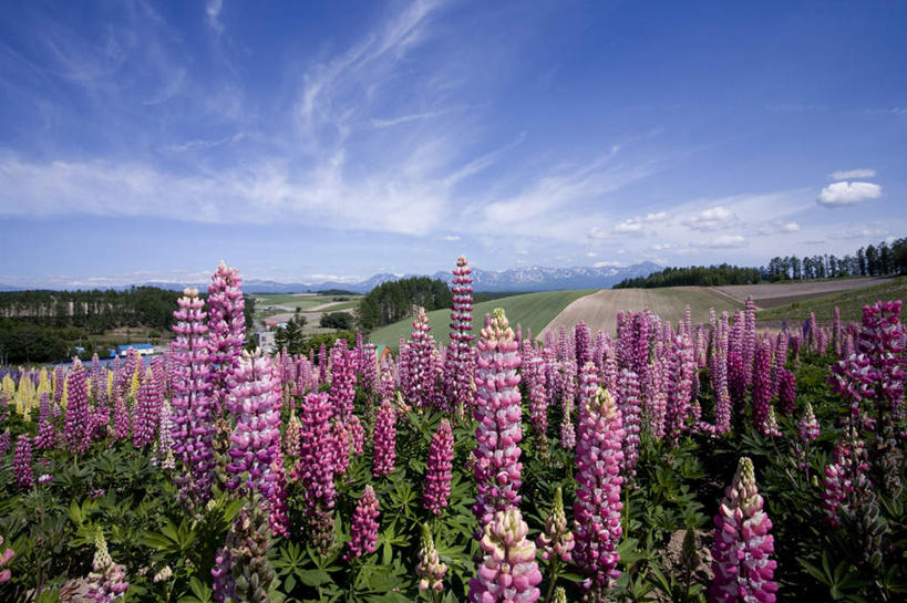 无人,横图,室外,白天,仰视,旅游,度假,花海,花圃,石头,美景,山,山脉,植物,叶子,北海道,日本,亚洲,盛开,石子,地平线,景观,山顶,山峰,云,云朵,辽阔,羽扇豆,绿叶,鲁冰花,地面,山峦,花蕾,云彩,娱乐,花,花瓣,花朵,花卉,鲜花,蓝色,绿色,白云,蓝天,天空,自然,花丛,花田,群山,天,花苞,花蕊,享受,休闲,广阔,嫩叶,景色,放松,母爱,生长,晴朗,成长,一望无际,自然风光,延伸,东亚,沉积岩,日本国,天地相交,北海道地方,北海道岛,奉献,无私,苦涩,无边无际,一马平川,颠峰,极峰,水成岩,叶,叶片,石块,岩石,晴空,彩图,低角度拍摄