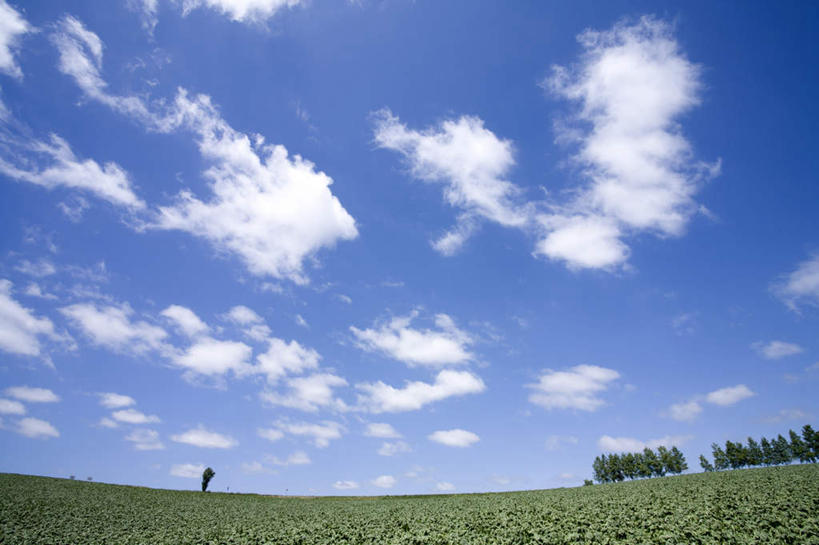 无人,农田,横图,室外,白天,正面,旅游,度假,庄稼,农作物,草地,草坪,美景,植物,北海道,日本,亚洲,一排,整齐,地平线,景观,云,云朵,辽阔,地面,云彩,娱乐,草,树,树木,排列,蓝色,绿色,白云,蓝天,天空,自然,天,享受,休闲,广阔,景色,放松,生长,晴朗,成长,一望无际,队列,自然风光,延伸,东亚,日本国,天地相交,北海道地方,北海道岛,无边无际,一马平川,晴空,彩图,耕地,庄稼田