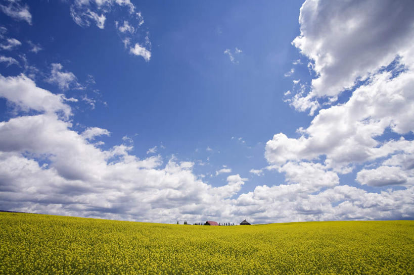 无人,横图,室外,白天,正面,旅游,度假,花海,花圃,美景,植物,叶子,北海道,日本,亚洲,许多,阴影,盛开,光线,影子,地平线,景观,云,云朵,辽阔,绿叶,地面,花蕾,云彩,娱乐,花,花瓣,花朵,花卉,鲜花,黄色,蓝色,绿色,白云,蓝天,天空,阳光,自然,花丛,花田,天,花苞,花蕊,油菜花,享受,休闲,广阔,嫩叶,景色,放松,生长,晴朗,成长,一望无际,自然风光,延伸,东亚,日本国,天地相交,北海道地方,北海道岛,无边无际,一马平川,叶,叶片,晴空,彩图,芸苔,芸薹