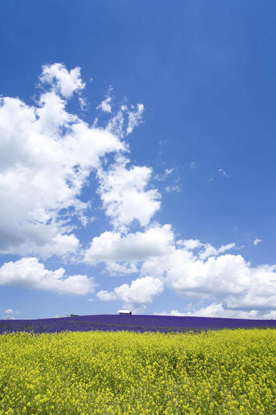 无人,竖图,室外,白天,正面,旅游,度假,花海,花圃,美景,植物,道路,路,叶子,北海道,日本,亚洲,许多,阴影,盛开,光线,影子,地平线,景观,云,云朵,小路,辽阔,绿叶,地面,交通,花蕾,云彩,娱乐,花,花瓣,花朵,花卉,鲜花,黄色,蓝色,绿色,白云,蓝天,天空,阳光,自然,花丛,花田,天,花苞,花蕊,油菜花,享受,休闲,广阔,嫩叶,景色,放松,生长,晴朗,成长,一望无际,自然风光,延伸,东亚,日本国,天地相交,北海道地方,北海道岛,无边无际,一马平川,叶,叶片,晴空,彩图,芸苔,芸薹