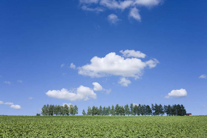 无人,横图,室外,白天,正面,旅游,度假,草地,草坪,美景,植物,北海道,日本,亚洲,一排,整齐,地平线,景观,云,云朵,辽阔,地面,云彩,娱乐,草,树,树木,排列,蓝色,绿色,白云,蓝天,天空,自然,天,享受,休闲,广阔,景色,放松,生长,晴朗,成长,一望无际,队列,自然风光,延伸,东亚,日本国,天地相交,北海道地方,北海道岛,无边无际,一马平川,晴空,彩图