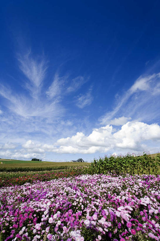 无人,竖图,室外,白天,正面,旅游,度假,草地,草坪,花海,花圃,美景,植物,叶子,北海道,日本,亚洲,许多,盛开,地平线,景观,云,云朵,辽阔,绿叶,地面,花蕾,云彩,娱乐,草,花,花瓣,花朵,花卉,鲜花,树,树木,蓝色,绿色,紫色,白云,蓝天,天空,自然,花丛,花田,天,花苞,花蕊,享受,休闲,广阔,嫩叶,景色,放松,生长,晴朗,成长,一望无际,自然风光,延伸,东亚,日本国,天地相交,北海道地方,北海道岛,无边无际,一马平川,叶,叶片,晴空,彩图