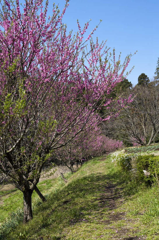 无人,竖图,室外,白天,正面,旅游,度假,花海,花圃,美景,植物,叶子,神奈川,日本,亚洲,许多,盛开,景观,梅花,绿叶,神奈川县,花蕾,娱乐,花,花瓣,花朵,花卉,鲜花,粉色,蓝色,绿色,蓝天,天空,自然,花丛,花田,天,花苞,花蕊,享受,休闲,嫩叶,景色,放松,生长,晴朗,成长,高雅,坚强,自然风光,东亚,本州,万里无云,关东地方,本州岛,日本国,梅,叶,叶片,晴空,晴空万里,彩图