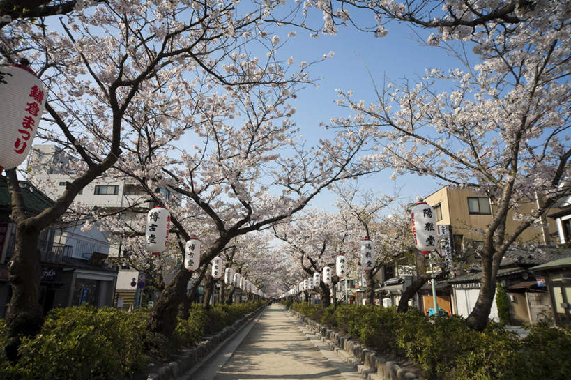 无人,横图,室外,白天,正面,旅游,度假,幸福,纯洁,美景,植物,道路,路,公路,樱花,神奈川,日本,亚洲,许多,阴影,盛开,光线,影子,景观,交通,神奈川县,娱乐,花,花瓣,花朵,花卉,鲜花,树,树干,树木,粉色,蓝色,绿色,蓝天,天空,阳光,自然,天,花蕊,享受,休闲,景色,放松,生长,晴朗,成长,等待,生命,自然风光,东亚,本州,万里无云,关东地方,本州岛,日本国,仙樱花,福岛樱,青肤樱,高尚,热烈,晴空,晴空万里,马路,荆桃,彩图