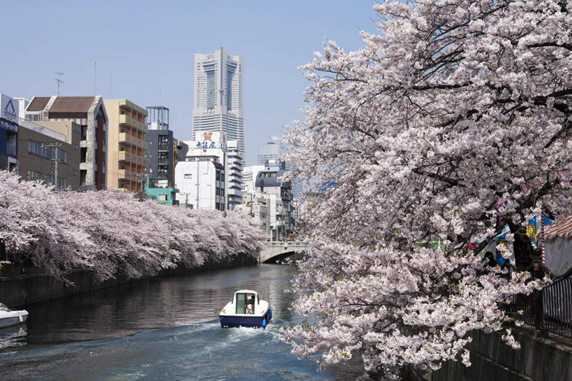 无人,高楼大厦,横图,室外,白天,正面,度假,幸福,纯洁,办公楼,美景,植物,城市风光,城市,大厦,道路,建筑,路,轮船,摩天大楼,写字楼,公路,船,樱花,神奈川,日本,亚洲,一艘,许多,阴影,盛开,光线,影子,景观,交通,神奈川县,娱乐,花,花瓣,花朵,花卉,鲜花,树,树干,树木,粉色,蓝色,绿色,蓝天,天空,阳光,楼宇,交通工具,天,花蕊,享受,休闲,商务楼,景色,放松,生长,晴朗,成长,等待,生命,载具,东亚,本州,万里无云,关东地方,本州岛,日本国,仙樱花,福岛樱,青肤樱,高尚,热烈,晴空,晴空万里,马路,荆桃,彩图,大楼,高层建筑,高楼,摩天楼