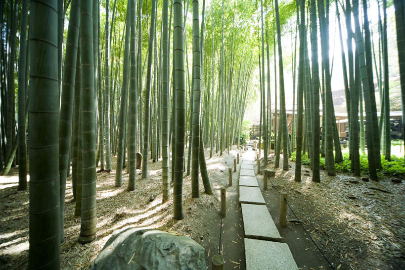 无人,横图,室外,白天,正面,旅游,度假,纯洁,美景,森林,树林,植物,竹子,神奈川,日本,亚洲,阴影,光线,影子,景观,神奈川县,娱乐,树,树木,绿色,阳光,自然,享受,休闲,景色,放松,生长,成长,高雅,自然风光,东亚,本州,关东地方,本州岛,日本国,奉献,质朴,正直,担当,竹,彩图,奋进,操守,四君子,岁寒三友,性坚,虚怀,虚心,善群,卓尔