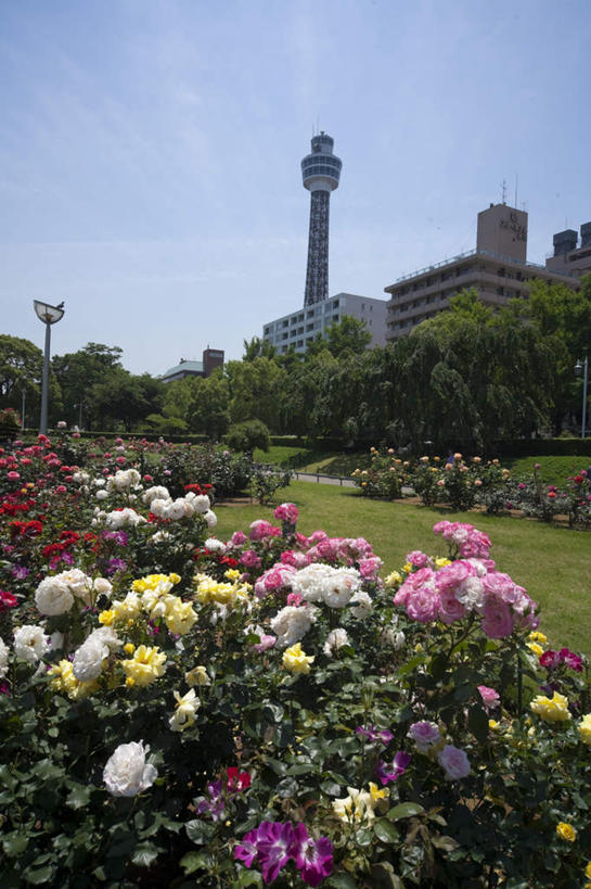 无人,高楼大厦,竖图,室外,白天,仰视,爱情,度假,幸福,纯洁,热情,办公楼,美景,植物,城市风光,标志建筑,城市,大厦,地标,建筑,摩天大楼,写字楼,玫瑰,叶子,神奈川,日本,亚洲,许多,阴影,盛开,光线,影子,景观,塔,绿叶,玫瑰花,神奈川县,浪漫,娱乐,建设,花,花瓣,花朵,花卉,鲜花,粉色,黄色,蓝色,白色,蓝天,天空,阳光,楼宇,天,花蕊,享受,休闲,温暖,温馨,嫩叶,商务楼,景色,恩爱,放松,晴朗,和睦,感动,东亚,本州,万里无云,关东地方,本州岛,日本国,尊敬,天真,刺玫花,徘徊花,叶,叶片,晴空,晴空万里,彩图,低角度拍摄,大楼,高层建筑,高楼,摩天楼,融洽