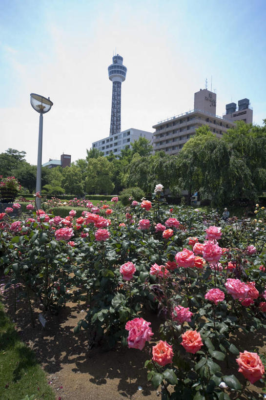 无人,高楼大厦,竖图,室外,白天,仰视,爱情,度假,幸福,纯洁,热情,办公楼,美景,植物,城市风光,标志建筑,城市,大厦,地标,建筑,摩天大楼,写字楼,玫瑰,叶子,神奈川,日本,亚洲,许多,阴影,盛开,光线,影子,景观,塔,绿叶,玫瑰花,神奈川县,浪漫,娱乐,建设,花,花瓣,花朵,花卉,鲜花,粉色,黄色,蓝色,白色,蓝天,天空,阳光,楼宇,天,花蕊,享受,休闲,温暖,温馨,嫩叶,商务楼,景色,恩爱,放松,晴朗,和睦,感动,东亚,本州,万里无云,关东地方,本州岛,日本国,尊敬,天真,刺玫花,徘徊花,叶,叶片,晴空,晴空万里,彩图,低角度拍摄,大楼,高层建筑,高楼,摩天楼,融洽