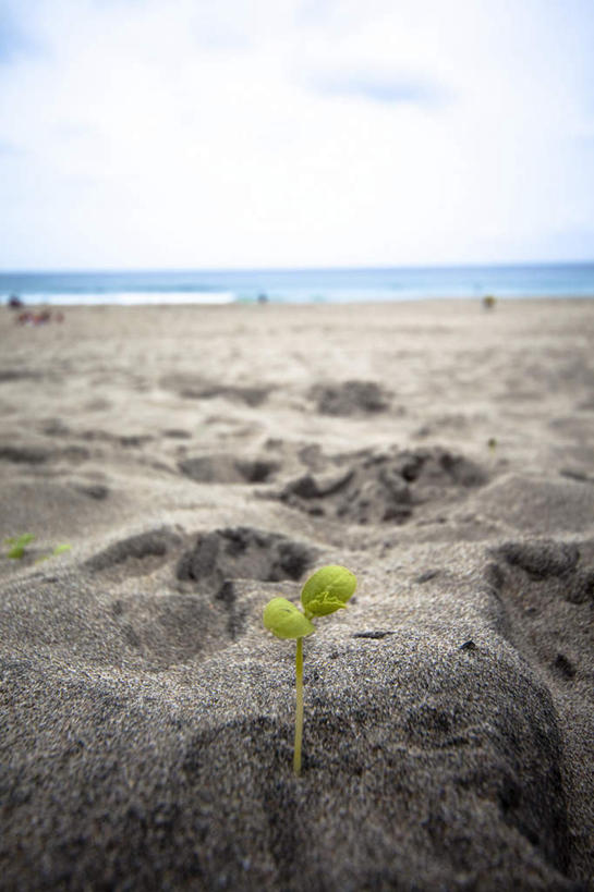 无人,竖图,俯视,室外,特写,白天,旅游,度假,草地,草坪,海浪,海洋,美景,沙滩,植物,静冈县,日本,亚洲,朦胧,模糊,沙子,海岸,景观,浪花,水平线,云,云朵,辽阔,海平线,沙地,云彩,娱乐,幼苗,草,一个,蓝色,绿色,白云,蓝天,天空,自然,海水,天,享受,休闲,广阔,景色,放松,晴朗,单个,成长,希望,一望无际,自然风光,海景,东亚,本州,本州岛,日本国,中部地方,静冈,无边无际,一马平川,大海,风浪,海,海水的波动,海滩,近岸浪,涌浪,晴空,彩图,高角度拍摄,水天相接,水天一线
