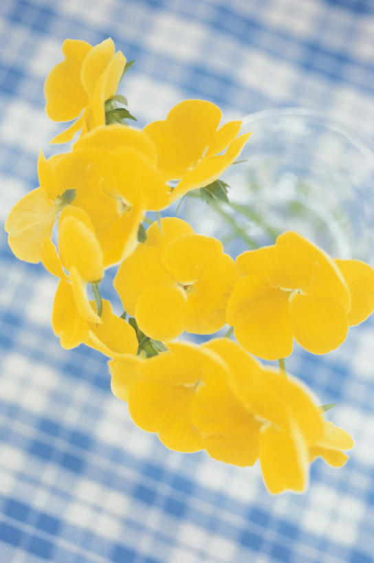 无人,竖图,俯视,室内,特写,白天,智慧,桌面,桌子,花瓶,许多,阴影,艺术,装饰,盛开,反射,木制,布料,格子,影子,三色堇,花蕾,布纹,文化,玻璃制品,桌布,花,花瓣,花朵,鲜花,一个,黄色,蓝色,白色,插花,玻璃瓶,餐巾,木制品,瓶子,台布,蝴蝶花,花苞,花蕊,单个,华丽,修饰,插花艺术,点缀,创造,创作,想象,衬托,美观,雅致,雅观,三色堇菜,人面花,猫脸花,阳蝶花,鬼脸花,猫儿脸,彩图,高角度拍摄