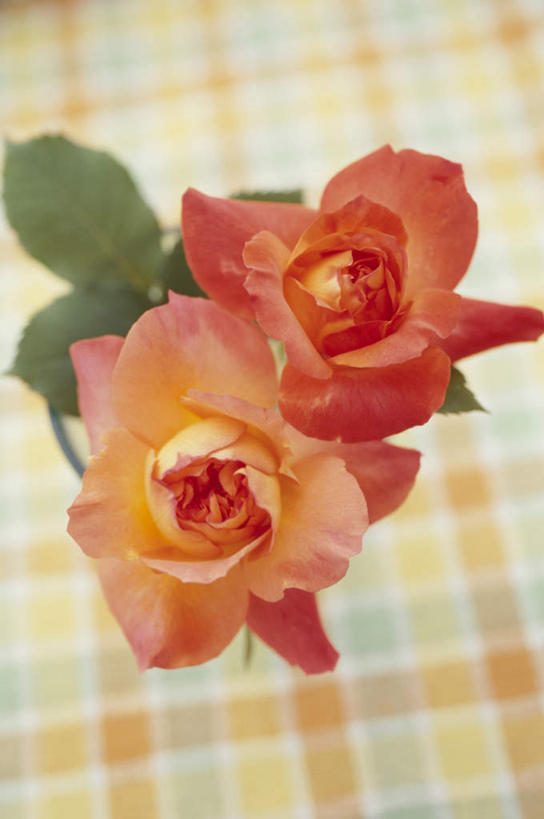 无人,竖图,俯视,室内,特写,白天,爱情,幸福,纯洁,热情,花海,花圃,植物,玫瑰,叶子,盛开,布料,格子,玫瑰花,浪漫,花蕾,布纹,桌布,花,花瓣,花朵,花卉,鲜花,两朵,黄色,红色,蓝色,绿色,白色,餐巾,台布,花丛,花束,花田,花苞,花蕊,温暖,温馨,恩爱,和睦,感动,尊敬,天真,刺玫花,徘徊花,彩图,高角度拍摄,融洽