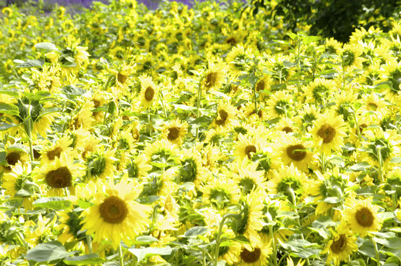 无人,横图,俯视,室外,白天,爱情,旅游,度假,幸福,花海,花圃,美景,太阳,植物,向日葵,叶子,北海道,日本,亚洲,许多,阴影,盛开,光线,影子,景观,花蕾,娱乐,花,花瓣,花朵,花卉,鲜花,黄色,绿色,阳光,自然,花丛,花束,花田,花苞,花蕊,享受,休闲,景色,放松,自然风光,光辉,东亚,沉默,忠诚,日本国,北海道地方,北海道岛,美瑛町,勇敢,美瑛,投缘,爱慕,高傲,朝阳花,葵花,望日莲,向阳花,转日莲,彩图,高角度拍摄