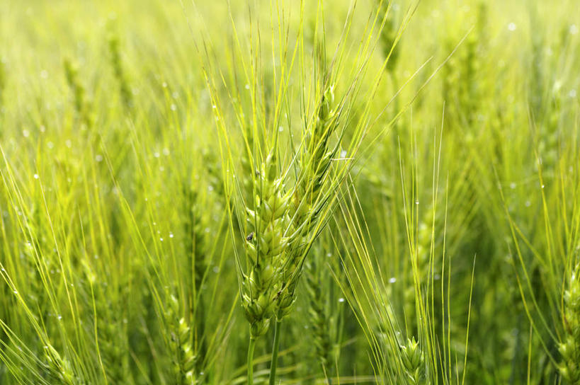 无人,农田,横图,俯视,室外,特写,白天,旅游,度假,庄稼,农作物,小麦,美景,北海道,日本,亚洲,阴影,朦胧,模糊,光线,影子,景观,谷物,娱乐,阳光,自然,享受,休闲,稻谷,稻子,景色,放松,麦子,自然风光,东亚,日本国,北海道地方,北海道岛,彩图,高角度拍摄,耕地,庄稼田