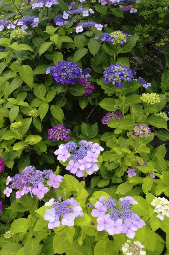 无人,竖图,俯视,室外,白天,旅游,度假,骄傲,花海,花圃,美景,植物,八仙花,叶子,日本,亚洲,许多,阴影,盛开,光线,影子,景观,花蕾,娱乐,花,花瓣,花朵,花卉,鲜花,绿色,紫色,阳光,自然,花丛,花束,花田,花苞,花蕊,绣球花,享受,休闲,景色,放松,紫阳花,洋绣球,自然风光,东亚,日本国,草绣球,斗球,七变化,粉团花,善变,彩图,高角度拍摄