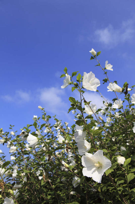 无人,竖图,室外,白天,仰视,旅游,度假,花海,花圃,美景,植物,叶子,东京,日本,亚洲,许多,盛开,景观,云,云朵,木槿,木槿花,美丽,花蕾,云彩,娱乐,花,花瓣,花朵,花卉,鲜花,蓝色,绿色,白色,白云,蓝天,天空,自然,花丛,花束,花田,天,花苞,花蕊,享受,休闲,景色,放松,晴朗,坚韧,自然风光,东亚,本州,关东地方,本州岛,日本国,东京都,永恒,质朴,无穷花,晴空,彩图,低角度拍摄