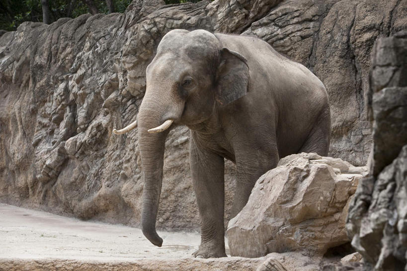 无人,动物园,站,横图,室外,白天,侧面,旅游,度假,礁石,石头,美景,哺乳动物,大象,野生动物,东京,日本,亚洲,石子,景观,注视,娱乐,一只,自然,动物,观察,看,站着,享受,休闲,景色,放松,观看,察看,关注,自然风光,东亚,本州,关东地方,本州岛,日本国,东京都,礁,石块,岩石,象,站立,彩图,全身