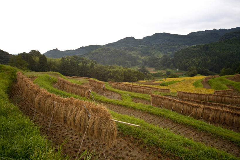 无人,农田,横图,室外,白天,正面,旅游,度假,农业,庄稼,农作物,草地,石头,美景,山,山脉,植物,日本,亚洲,许多,悬挂,丰收,木制,石子,稻田,景观,山顶,山峰,云,云朵,干草,山峦,千叶县,云彩,娱乐,架子,草,树,树木,蓝色,绿色,白云,蓝天,天空,自然,木制品,群山,天,享受,休闲,景色,放松,生长,收获,晴朗,成长,自然风光,东亚,沉积岩,本州,关东地方,本州岛,日本国,千叶,颠峰,极峰,水成岩,石块,岩石,晴空,彩图,耕地,庄稼田