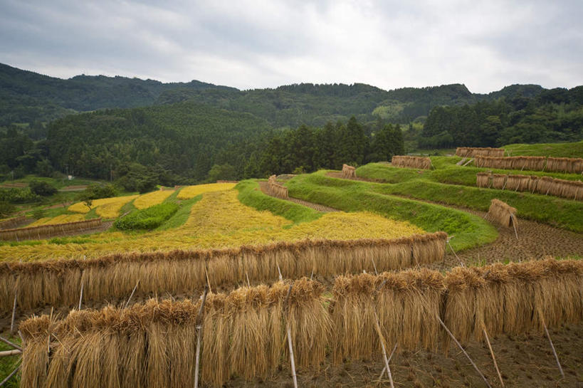 无人,农田,横图,室外,白天,正面,旅游,度假,农业,庄稼,农作物,草地,美景,树林,植物,日本,亚洲,许多,悬挂,丰收,稻田,景观,云,云朵,干草,千叶县,云彩,娱乐,草,树,树木,蓝色,绿色,白云,蓝天,天空,自然,天,享受,休闲,景色,放松,生长,收获,晴朗,成长,自然风光,东亚,本州,关东地方,本州岛,日本国,千叶,晴空,彩图,耕地,庄稼田