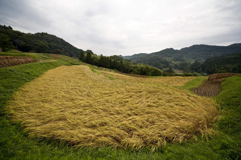 无人,农田,横图,室外,白天,正面,旅游,度假,庄稼,农作物,草地,石头,美景,山,山脉,植物,日本,亚洲,石子,景观,山顶,山峰,云,云朵,山峦,千叶县,云彩,娱乐,草,树,树木,蓝色,绿色,白云,蓝天,天空,自然,群山,天,享受,休闲,景色,放松,生长,晴朗,成长,自然风光,东亚,沉积岩,本州,关东地方,本州岛,日本国,千叶,颠峰,极峰,水成岩,石块,岩石,晴空,彩图,耕地,庄稼田