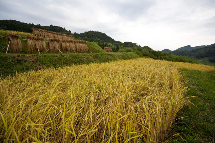 无人,农田,横图,室外,白天,正面,旅游,度假,庄稼,农作物,草地,石头,美景,山,山脉,植物,日本,亚洲,石子,景观,山顶,山峰,云,云朵,山峦,千叶县,云彩,娱乐,草,树,树木,蓝色,绿色,白云,蓝天,天空,自然,群山,天,享受,休闲,景色,放松,生长,晴朗,成长,自然风光,东亚,沉积岩,本州,关东地方,本州岛,日本国,千叶,颠峰,极峰,水成岩,石块,岩石,晴空,彩图,耕地,庄稼田