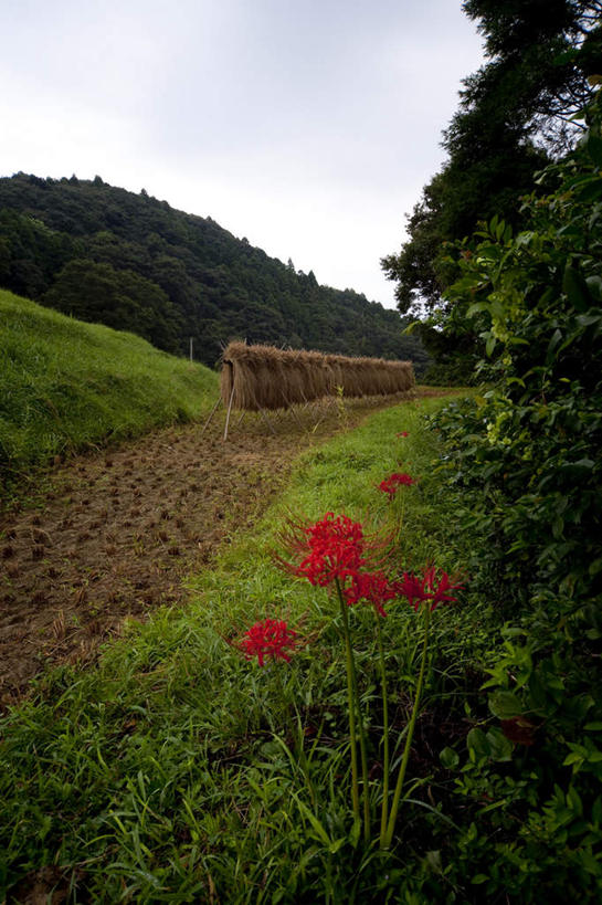 无人,农田,竖图,室外,白天,正面,旅游,度假,庄稼,农作物,草地,石头,美景,山,山脉,植物,日本,亚洲,许多,吊挂,悬挂,石子,景观,山顶,山峰,云,云朵,干草,山峦,千叶县,云彩,娱乐,草,树,树木,蓝色,绿色,白云,蓝天,天空,自然,群山,天,享受,休闲,景色,放松,生长,晴朗,成长,自然风光,东亚,沉积岩,本州,关东地方,本州岛,日本国,千叶,颠峰,极峰,水成岩,石块,岩石,晴空,彩图,耕地,庄稼田