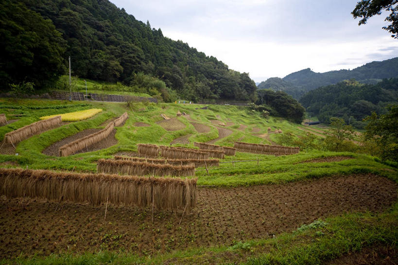 无人,农田,横图,室外,白天,正面,旅游,度假,庄稼,农作物,草地,石头,美景,山,山脉,植物,日本,亚洲,许多,吊挂,悬挂,石子,景观,山顶,山峰,云,云朵,干草,山峦,千叶县,云彩,娱乐,草,树,树木,蓝色,绿色,白云,蓝天,天空,自然,群山,天,享受,休闲,景色,放松,生长,晴朗,成长,自然风光,东亚,沉积岩,本州,关东地方,本州岛,日本国,千叶,颠峰,极峰,水成岩,石块,岩石,晴空,彩图,耕地,庄稼田