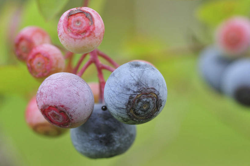 无人,横图,室外,特写,白天,正面,旅游,度假,美景,浆果,蓝莓,水果,日本,亚洲,许多,朦胧,模糊,新鲜,景观,生食,食品,果实,千叶县,娱乐,食物,粉色,蓝色,自然,享受,休闲,景色,放松,有机食品,绿色食品,自然风光,东亚,本州,关东地方,本州岛,日本国,千叶,山都柿,蓝浆果,蓝靛果,彩图